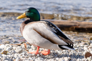 Stockenten Erpel am Ufer mit Kies im Sonnenschein