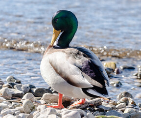 Stockenten Erpel am Ufer mit Kies im Sonnenschien