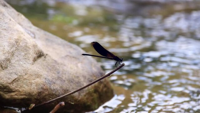 A River jewelwing damselfly or Calopteryx aequabilis resting on a twig beside the flowing river shot in slow motion