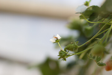 Fototapeta premium Bee on the strawberry flowers