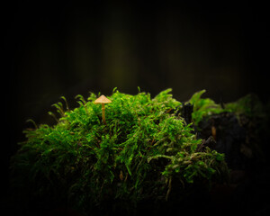 green moss