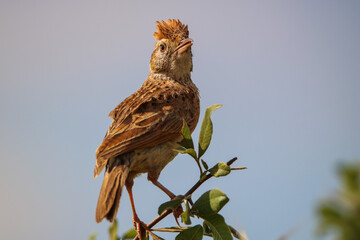 Rufous-naped Lark, Kruger National Park