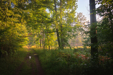 Leśna droga o świcie