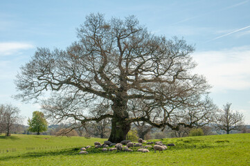 Obraz premium Old oak tree in the springtime.