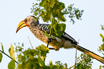 Yellow-billed toko sits on a branch. Etosha National Park .Namibia