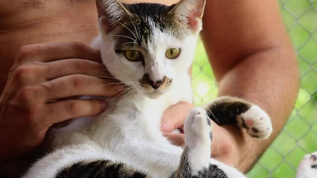Adorable fat cat giving love bite to owner while being cuddled shot in slow motion