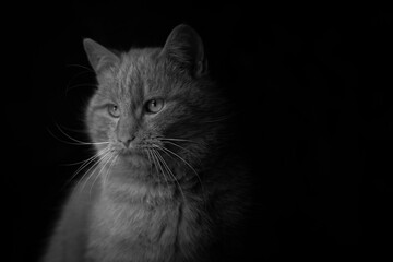   Ginger tabby cat, black and white portrait picture of ginger tabby cat, profile of portrait on...