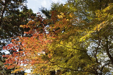 秋の日の光に照らされる紅葉