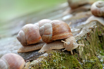 Garden snail on the stump of a dead tree. Close-up photo, taken in the park of Ukraine