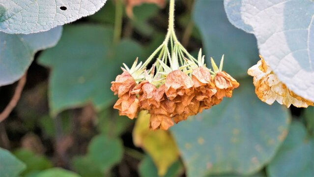 Closeup of flower Dombeya reclinata or Mahot Rouge