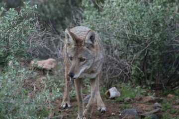 Naklejka na ściany i meble Coyote in the woods