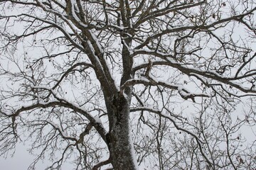 tree in winter