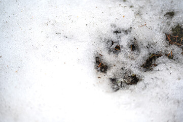 Animal tracks in the snow. Footprint of a predator in winter.