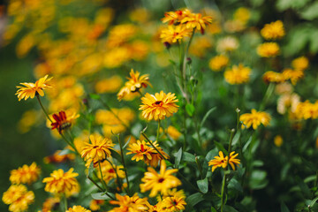 Flower meadow in the park. Orange flowers on a background of greenery. Blurred background, bokeh.