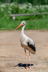 A large white stork stands on the road on a summer day.