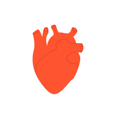 Anatomical heart on isolated background. Vector flat illustration. Human organ. Health illustration