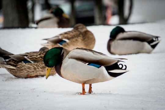 ducks walk along the shore, photo in winter