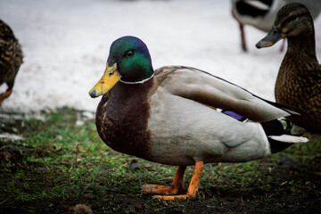 ducks walk along the shore, photo in winter