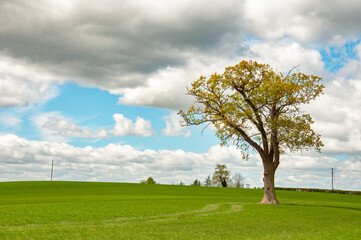 Summertime trees in the UK.