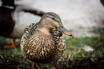 ducks walk along the shore, photo in winter