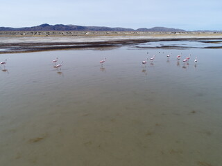 Flamenco en laguna de los Pozuelos 