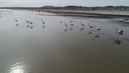 Flamencos en laguna