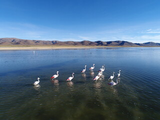 Flamenco en laguna de los Pozuelos 