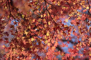 秋の日の光に照らされる紅葉

