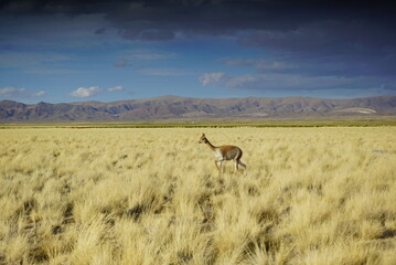 llama en las llanuras
