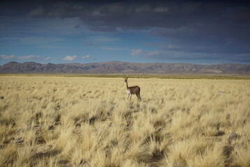Naklejka premium llama en las llanuras