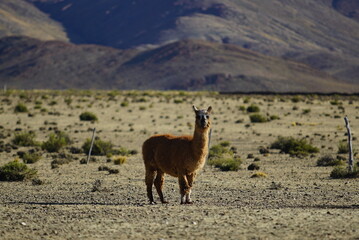 llama in the mountains, Laguna los Pozuelos 