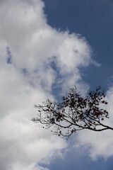 見上げた空に優しい雰囲気の青空と雲と生い茂る木々