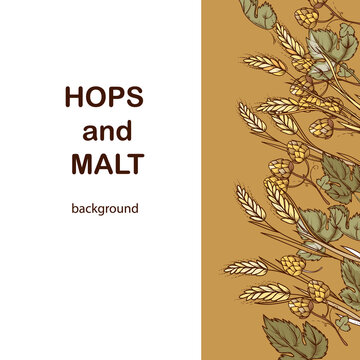 Hops and malt square background or poster template for beer brewing advertisement, engraved colored hand drawn vector illustration. Poster or card, advertisement layout with beer ingredients.
