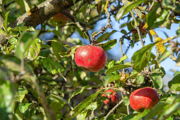 red apple on a tree. Traces of the disease are visible on the tree