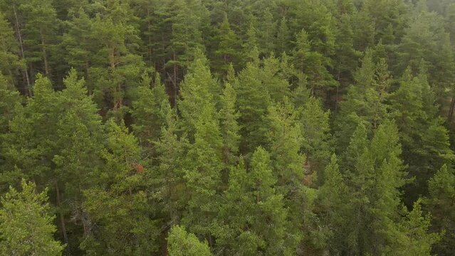 Karelia, Onega Lake, Petrozavodsk Bay. Aerial video showing the forest and the coast, near the botanical garden. The water surface of the lake and the autumn forest. Vacation in Russia concept.
