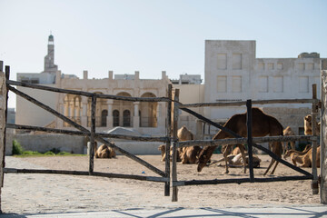 Fototapeta na wymiar Doha ,Qatar-February 01,2020 : Camel market at Souq Waqif in Doha, the capital of Qatar. 