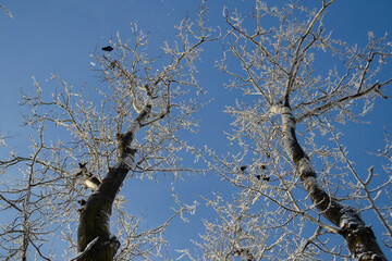 Trees covered with frost. Nature Beauty. Background.