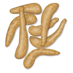 Root arracacha for banners, flyers, posters, social media. Arracacia xanthorrhiza. Fresh organic and healthy, diet and vegetarian vegetables. Vector illustration isolated on white background