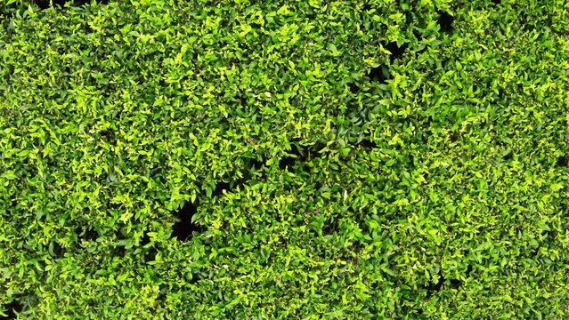 Ceylon green tea plantations flying over bushes drone view 4K footage. Exotic countries traveling or tea cultivation agriculture concept. Haputale, Sri Lanka.