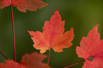 red maple leaves