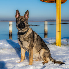 A seven-month-old German Shepherd sitting in the snow. Sable colored working line breed