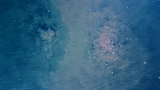 Aerial photography of the release of sewage into the sea. The sea looks at us accusingly. The camera slowly lowers to a place where two geysers of dirty water, resembling eyes, rise from the depths.