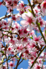 A beautiful branch of a flowering tree. Nature. Background.