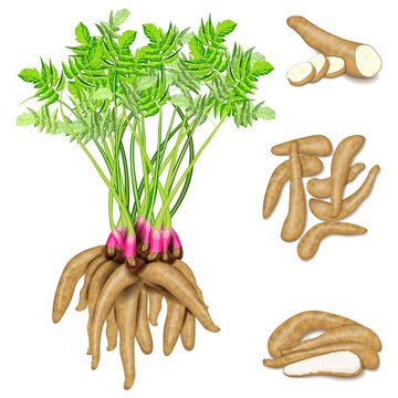 Set of arracacha for banners, flyers, posters, social media. Whole and half, and sliced arracacia xanthorrhiza. Fresh organic, vegetarian vegetables. Vector illustration isolated on white background