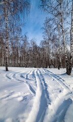 Winter landscape with birches, snow and blue sky with clouds