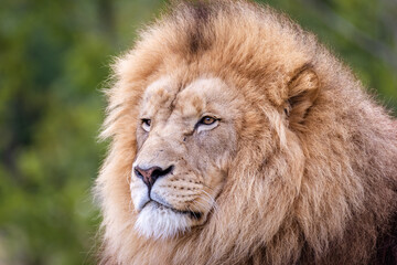 Portrait de Lion qui regarde légèrement de côté.