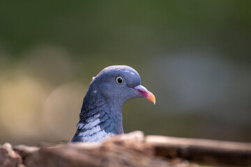Pigeon tête et cou de près avec bokeh.