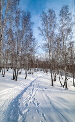 Winter landscape with birches, snow and blue sky with clouds