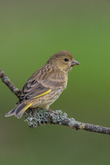 Jeune oiseau de profil sur une branche. Verdier d'Europe
Chloris chloris - European Greenfinch