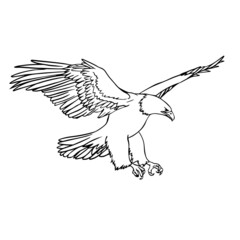 flying eagle soaring vector illustration claws and power lineart